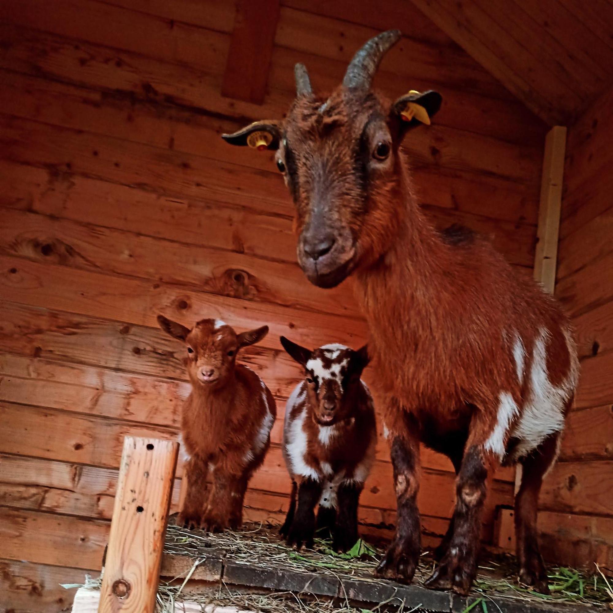 Ferienwohnung Brentenholz St. Georgen im Schwarzwald Buitenkant foto