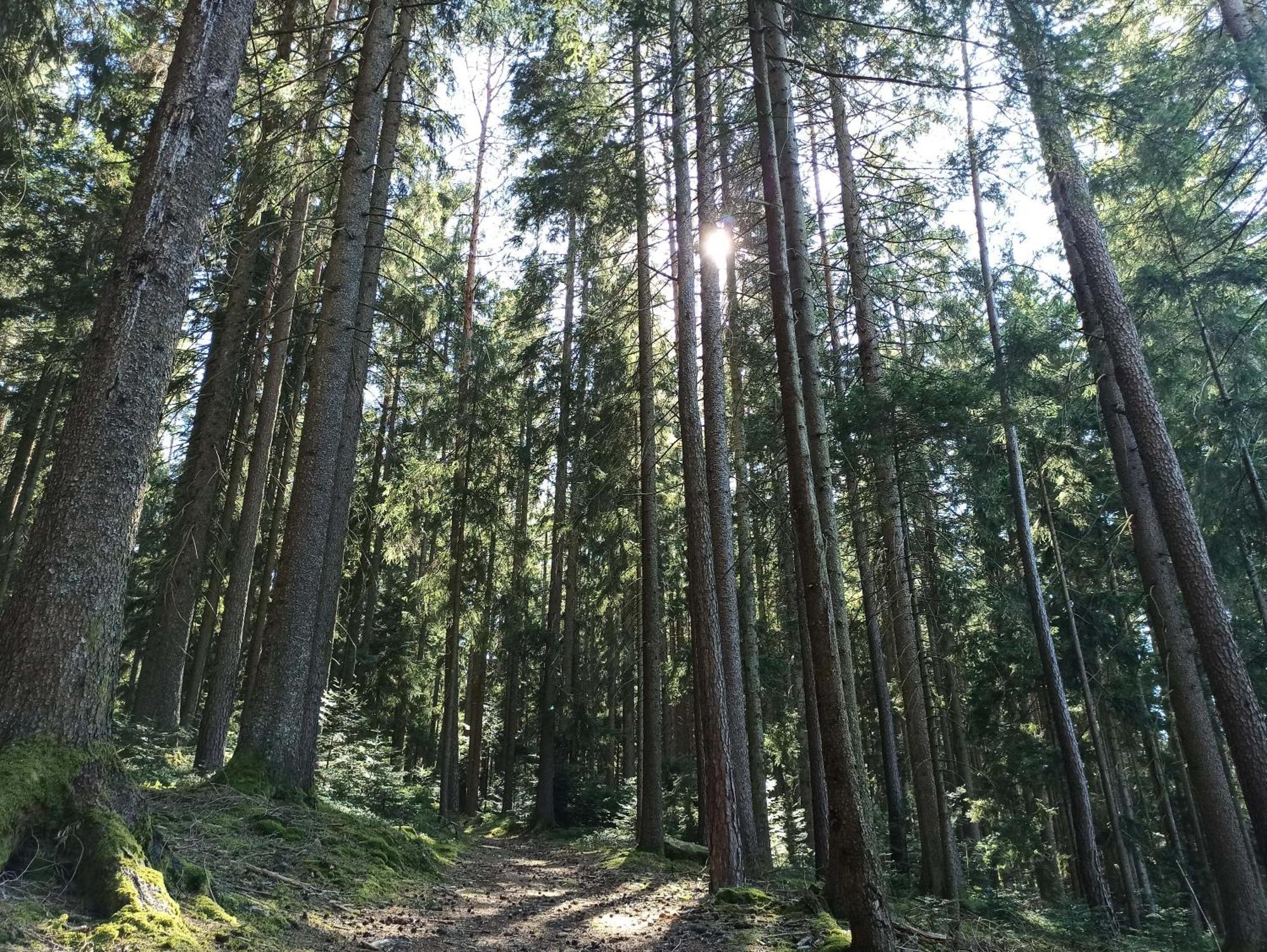 Ferienwohnung Brentenholz St. Georgen im Schwarzwald Buitenkant foto